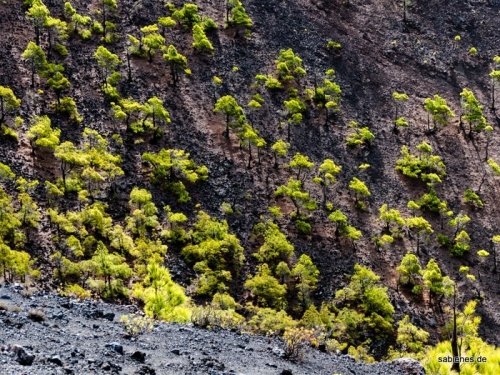 Die Vulkanroute im Süden bei Fuencaliente/Los Canarios